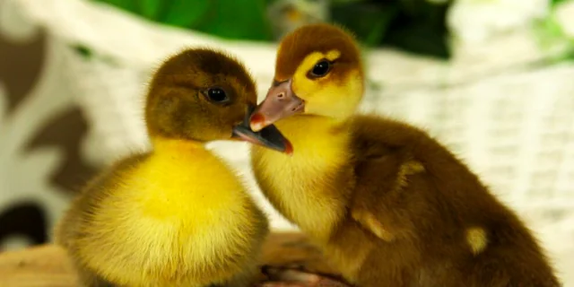 Enpa, ecco tutti gli animali soccorsi a Milano